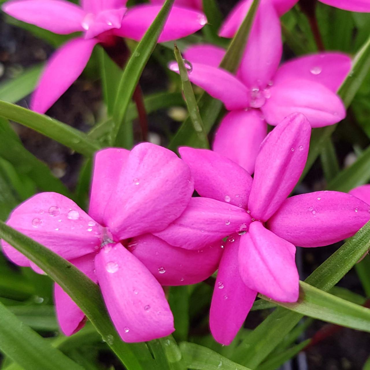 Rhodohypoxis milloides 'Claudia'